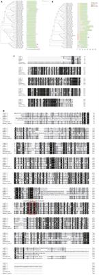 The identification of viral ribonucleotide reductase encoded by ORF23 and ORF141 genes and effect on CyHV-2 replication